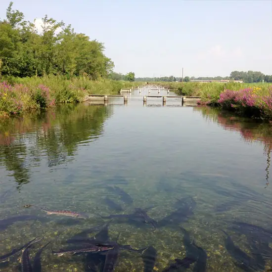 Paraje natural donde se crían los esturiones que producen caviar selecto